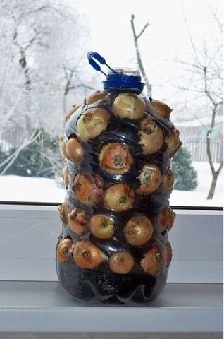 Лёгкий способ вырастить зелёный лук на подоконнике Лёгкий способ вырастить зелёный лук на подоконнике