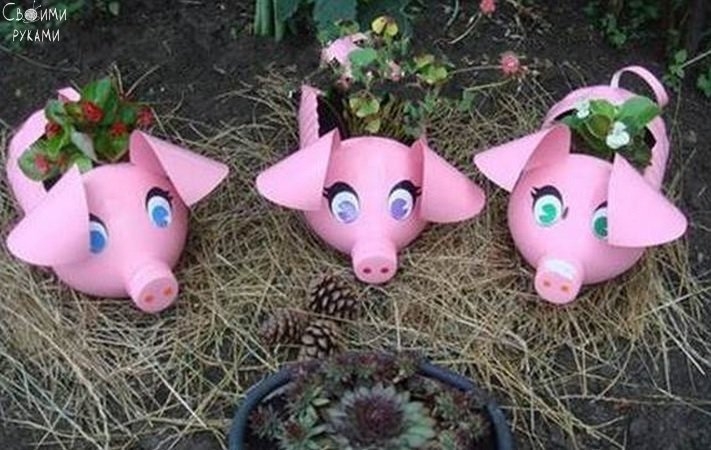 Поросята для дачи