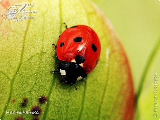 Божьи коровки из фасоли.