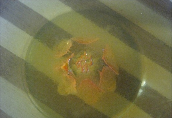 3D цветы в желе