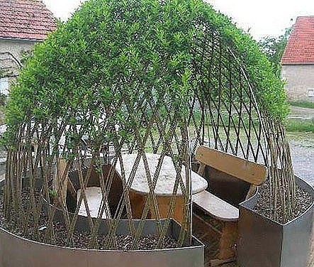 Живые беседки из укорененной ивы