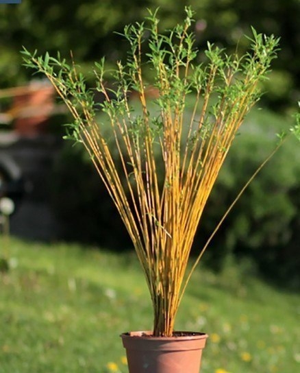 Живые беседки из укорененной ивы