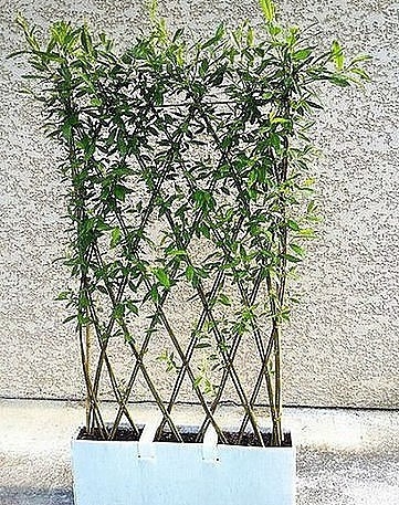 Живые беседки из укорененной ивы