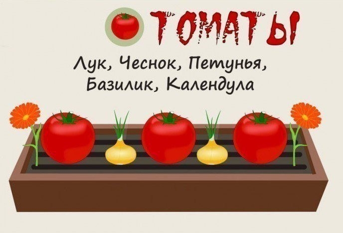 Совместимость растений на грядке