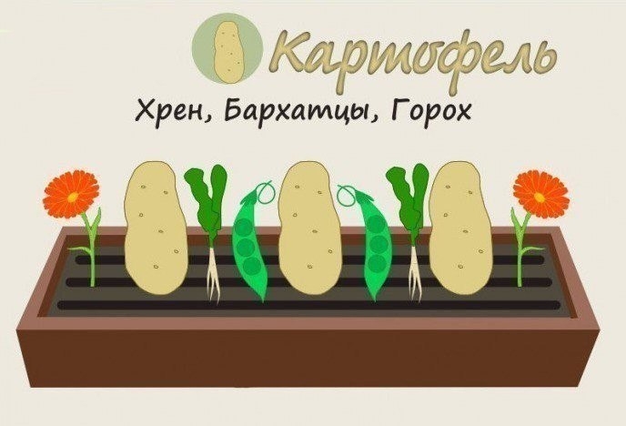 Совместимость растений на грядке