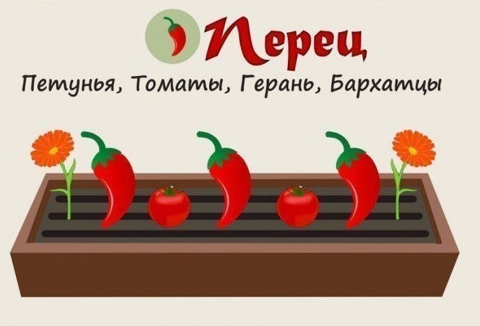 Совместимость растений на грядке