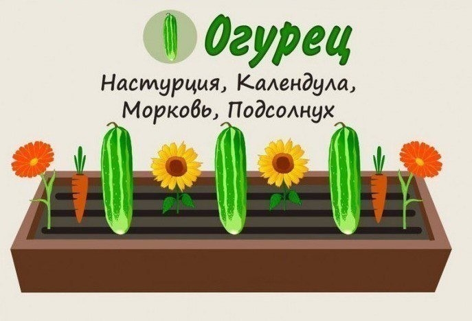 Совместимость растений на грядке