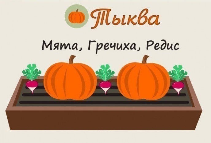 Совместимость растений на грядке