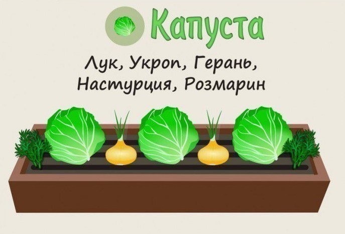 Совместимость растений на грядке