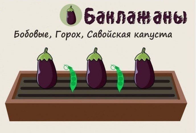 Совместимость растений на грядке