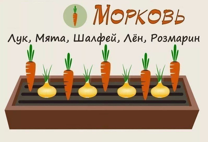 Совместимость растений на грядке