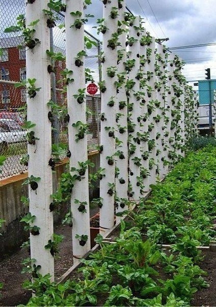 Идея по вертикальному выращиванию клубники.
