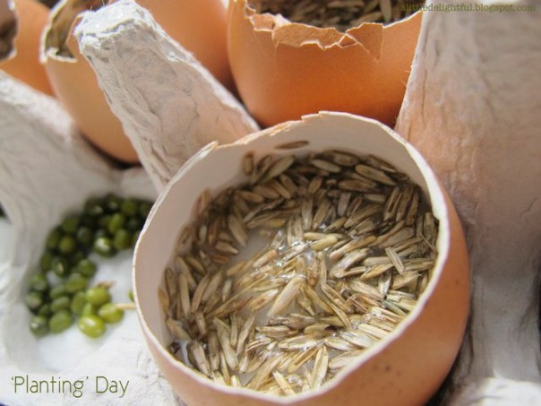 Огород в яичных скорлупках. Отличный эксперимент для ребёнка