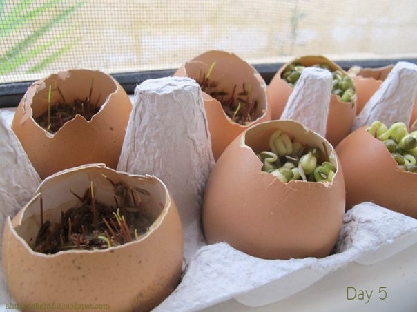 Огород в яичных скорлупках. Отличный эксперимент для ребёнка