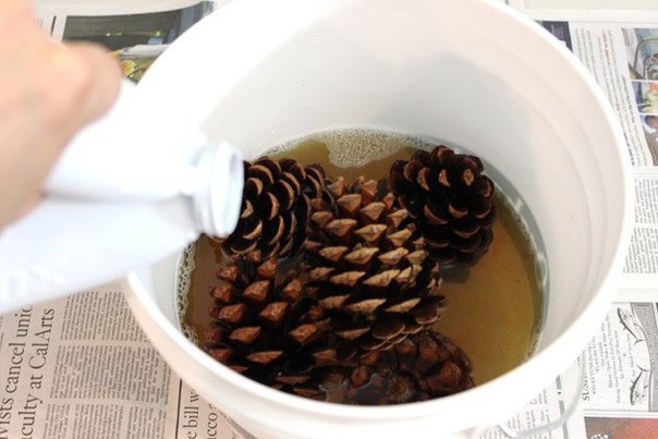 Как отбелить сосновые шишки