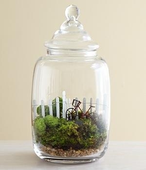 Флорариум в банке