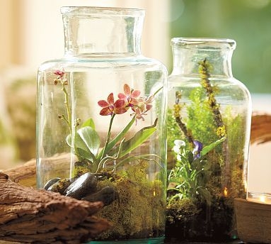 Флорариум в банке