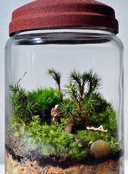 Флорариум в банке