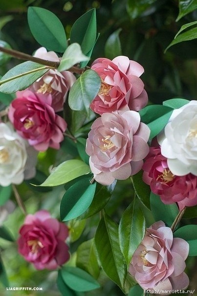 Камелия из бумаги шаблон Камелия из бумаги шаблон