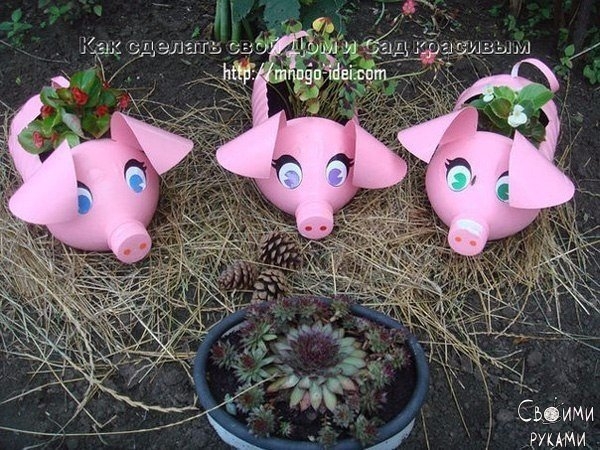 Поросята для дачи.