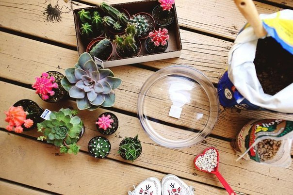 Красивый террариум