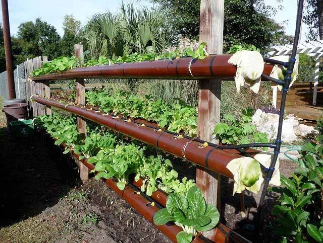 Вертикальное озеленение Вертикальное озеленение