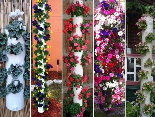 Вертикальное озеленение Вертикальное озеленение