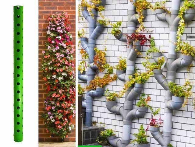 Вертикальное озеленение Вертикальное озеленение
