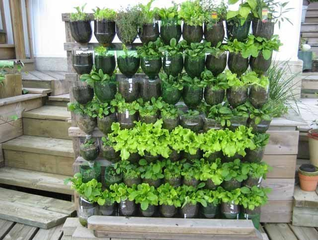 Вертикальное озеленение Вертикальное озеленение