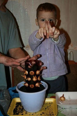 Легкий способ вырастить зеленый лук на подоконнике Легкий способ вырастить зеленый лук на подоконнике