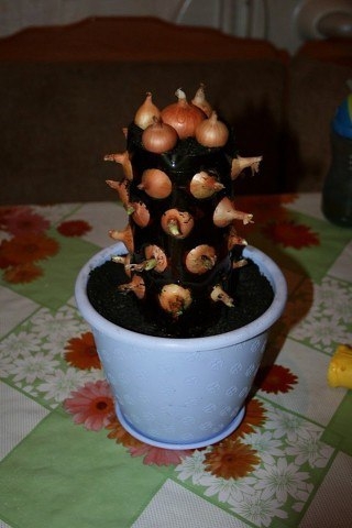 Легкий способ вырастить зеленый лук на подоконнике Легкий способ вырастить зеленый лук на подоконнике