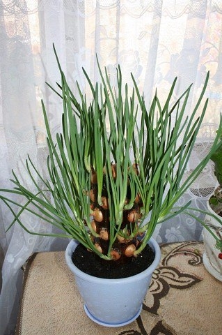 Легкий способ вырастить зеленый лук на подоконнике Легкий способ вырастить зеленый лук на подоконнике