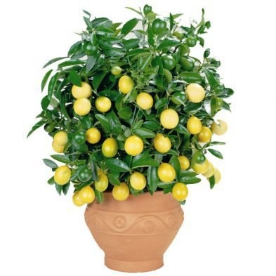 Выращиваем лимонное дерево в чашке.