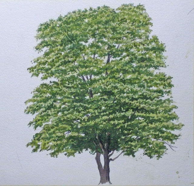 Пишем дерево акварелью