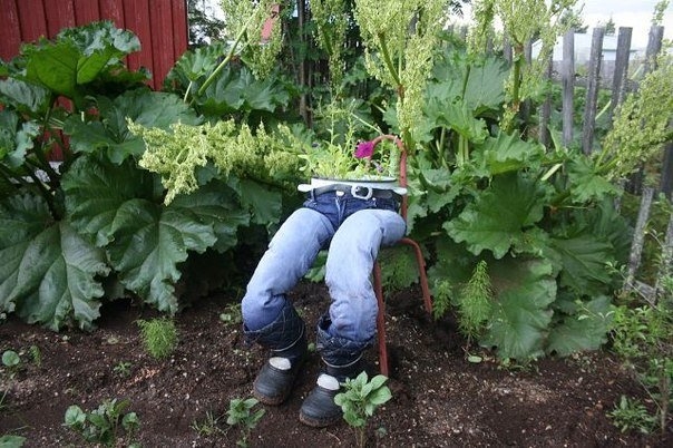 Джинсы во саду ли в огороде