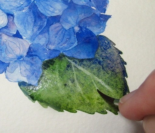 Рисуем гортензию акварелью