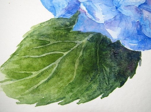 Рисуем гортензию акварелью