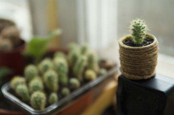 Как переехать в отдельный кашпо или Маленький домик для маленького кактуса. 