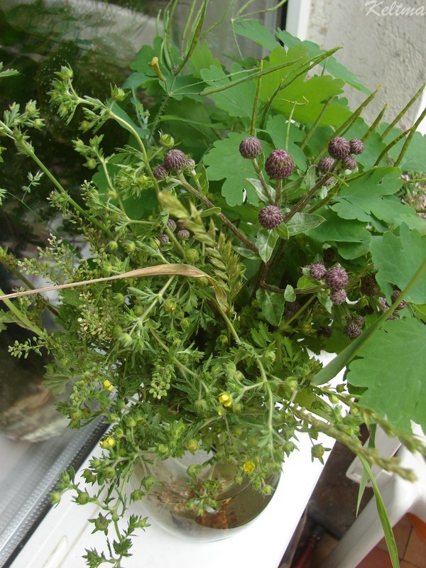 Работа с природным материалом. Тень от растения в картине