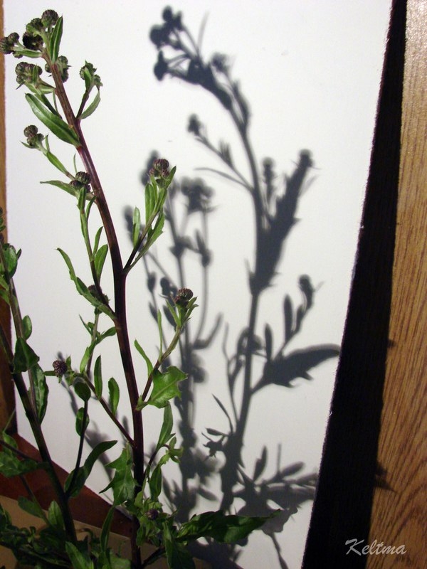 Работа с природным материалом. Тень от растения в картине