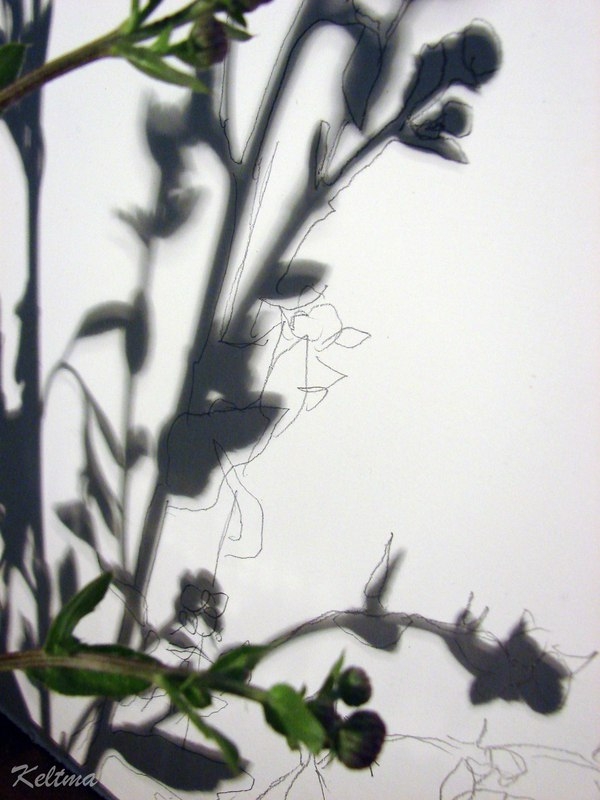 Работа с природным материалом. Тень от растения в картине