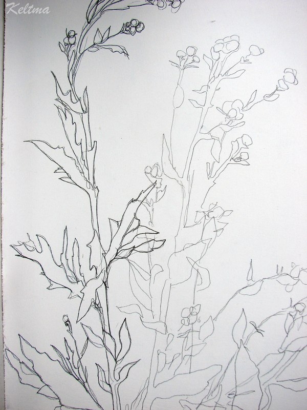 Работа с природным материалом. Тень от растения в картине