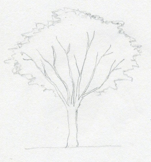 Рисуем деревья карандашом