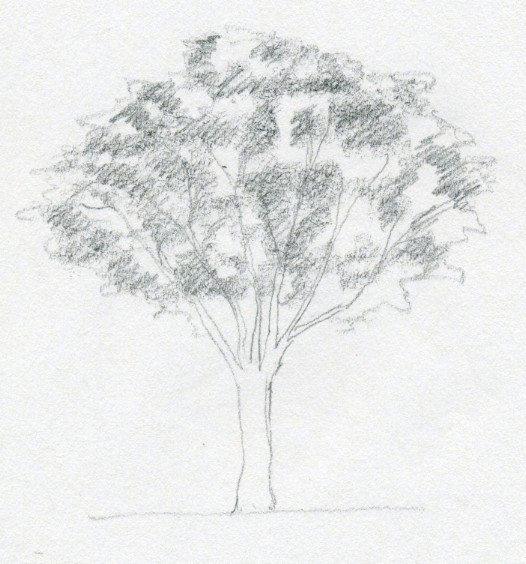 Рисуем деревья карандашом