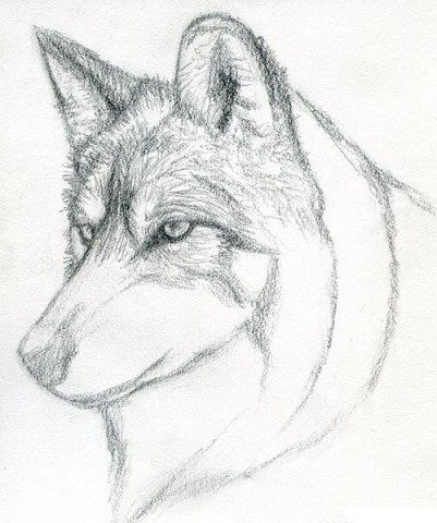 Как нарисовать волка