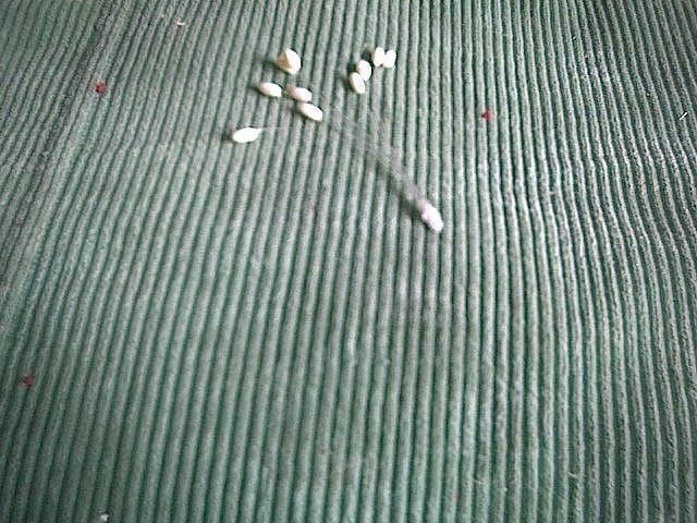 МК Цветы из ткани