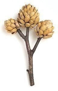 Не торопитесь выкидывать скорлупу от фисташек.