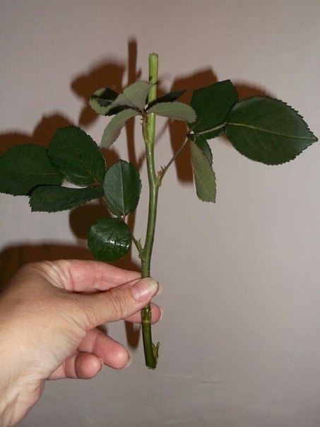 Укореняем розу из букета