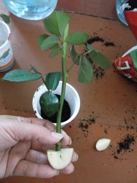 Укореняем розу из букета
