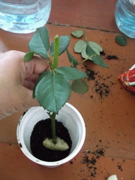 Укореняем розу из букета